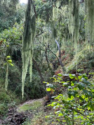 Pismo Preserve